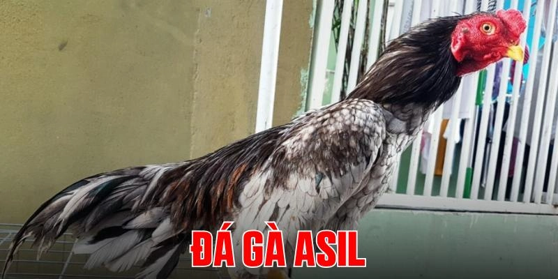 rr88-da-ga-asil