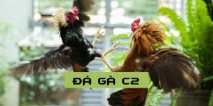 rr88-da-ga-c2