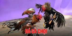 rr88-da-ga-choi