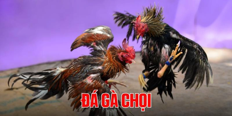 rr88-da-ga-choi