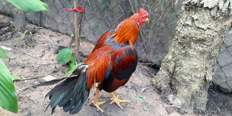 rr88-ghi-nho-nhung-dau-hieu-nhan-dien